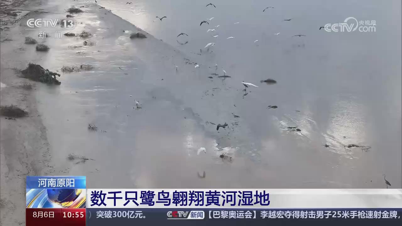 【央视关注河南原阳】数千只鹭鸟翱翔黄河湿地