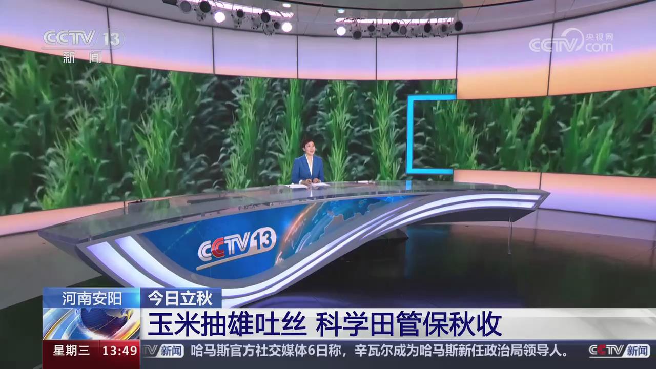 【央视关注河南安阳】玉米抽雄吐丝 科学田管保秋收