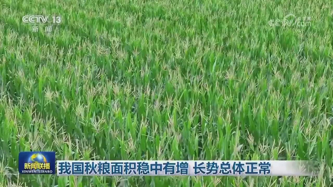 【央视联播关注河南】分类施策加强田管 夯实秋粮丰收基础