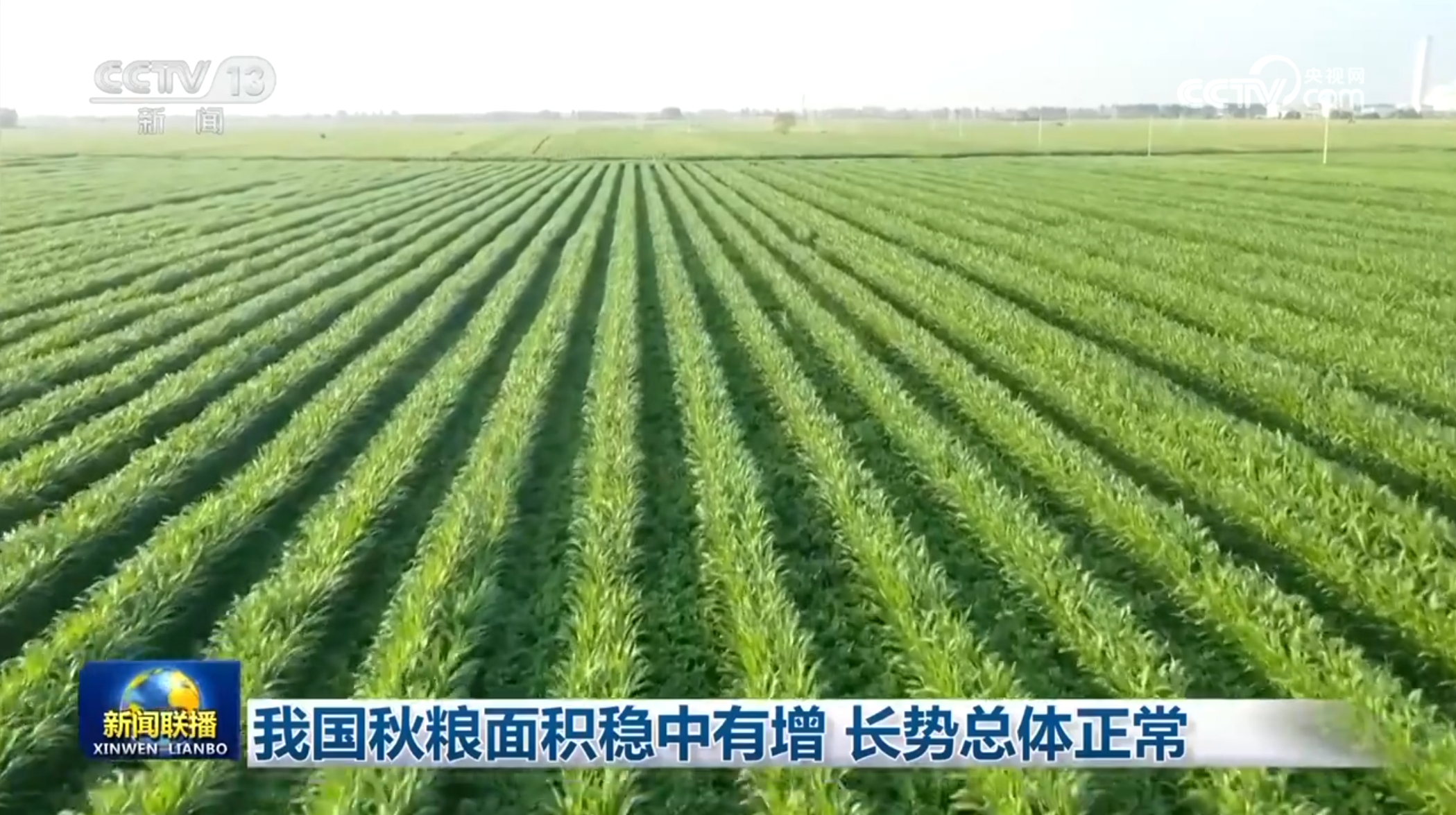 央媒看河南 | 关注河南秋粮管理等内容
