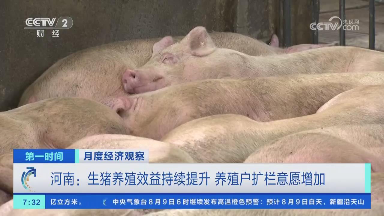 【央视关注河南】生猪养殖效益持续提升 养殖户扩栏意愿增加