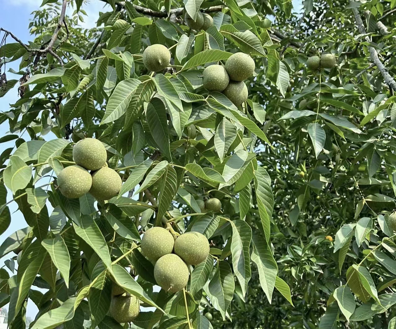 坡头工坊的核桃全产业链产品到核桃种植示范基地的愚公核桃博览馆