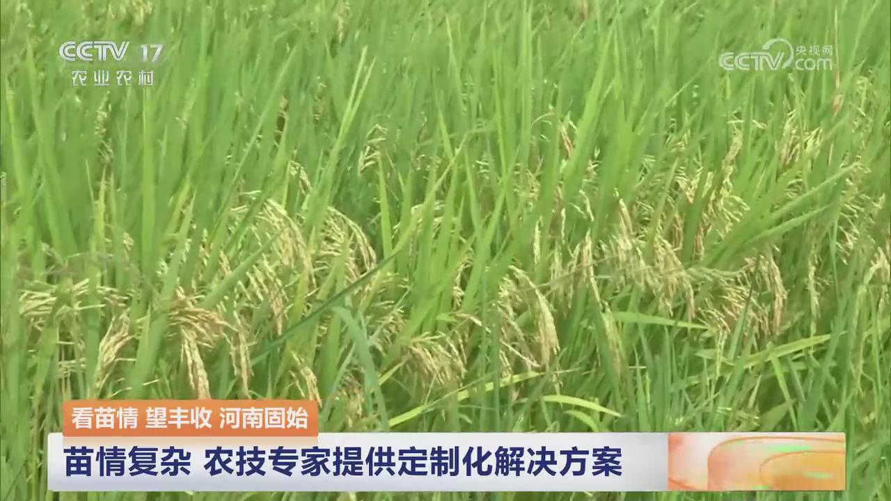【央视关注河南固始】苗情复杂 农技专家提供定制化解决方案