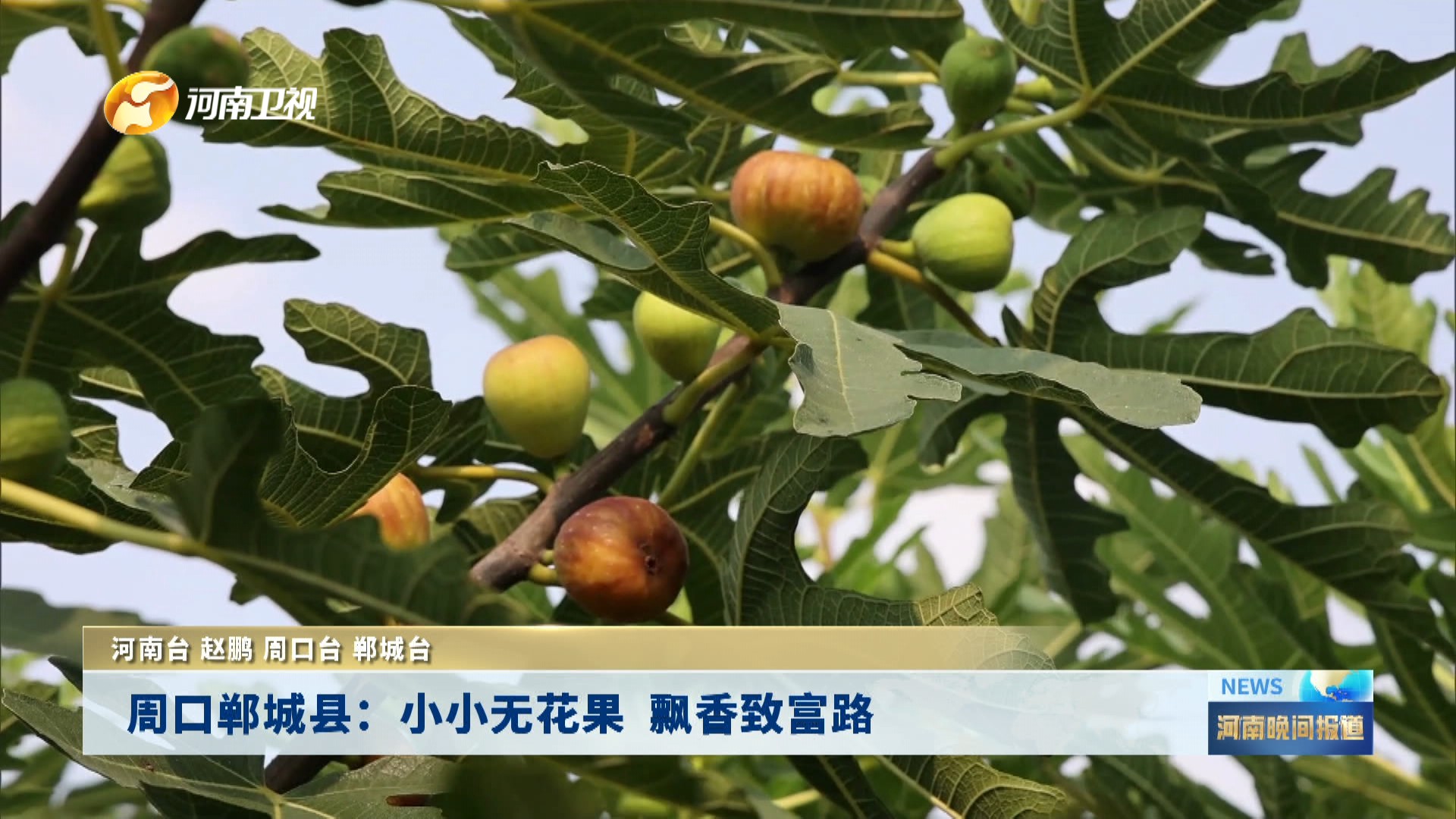 周口郸城县：小小无花果   飘香致富路