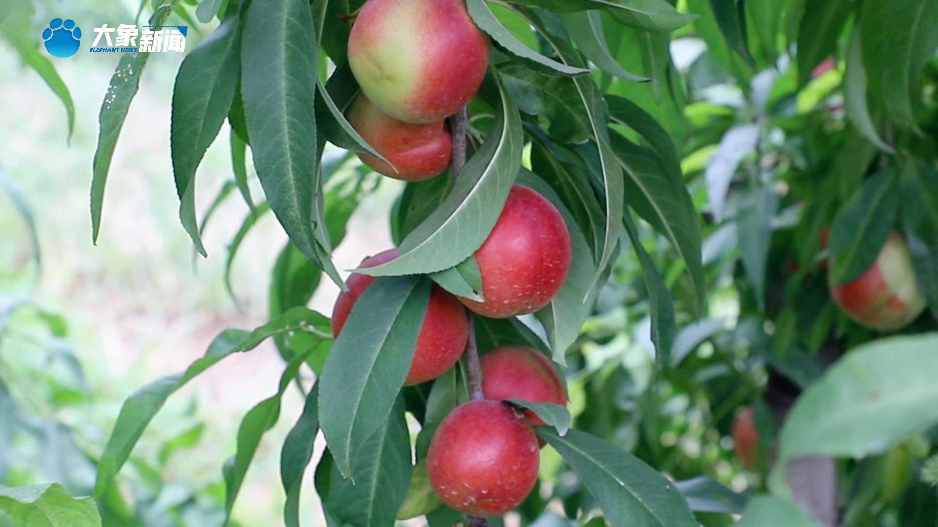 河南焦作：油桃丰收农民乐