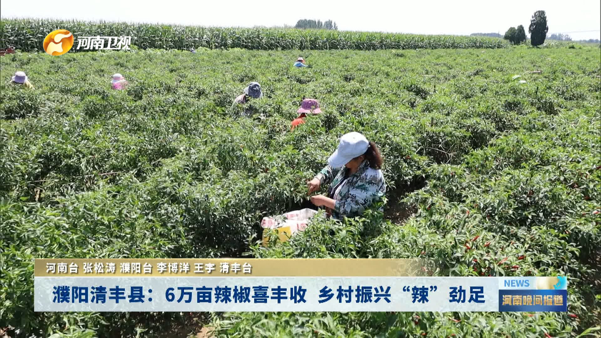 濮阳清丰县：6万亩辣椒喜丰收   乡村振兴“辣”劲足