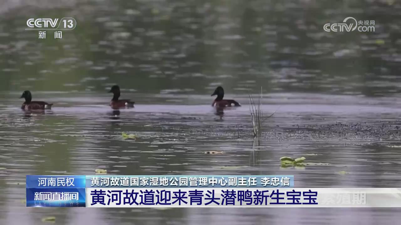 【央视关注河南商丘】黄河故道迎来青头潜鸭新生宝宝