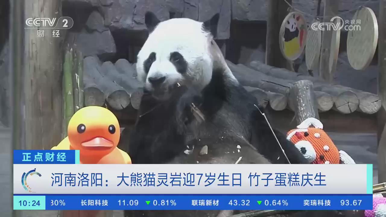 【央视关注河南洛阳】大熊猫灵岩迎7岁生日 竹子蛋糕庆生