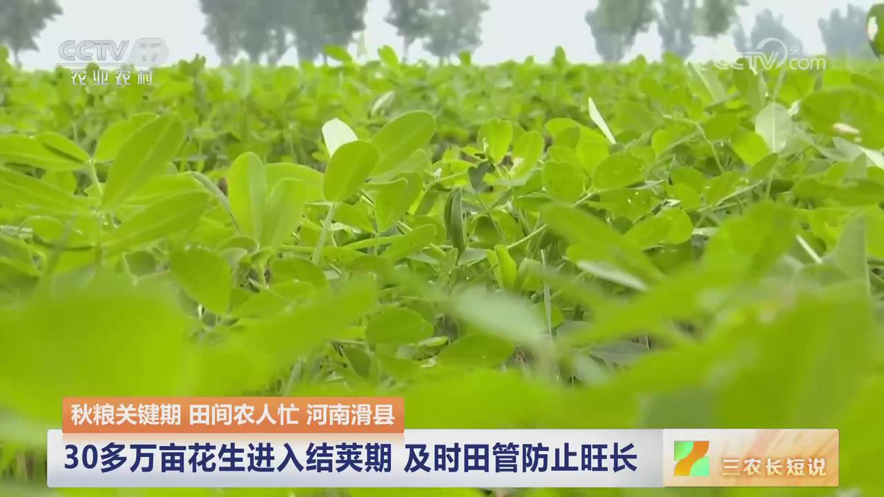 【央视关注河南滑县】30多万亩花生进入结荚期 及时田管防止旺长