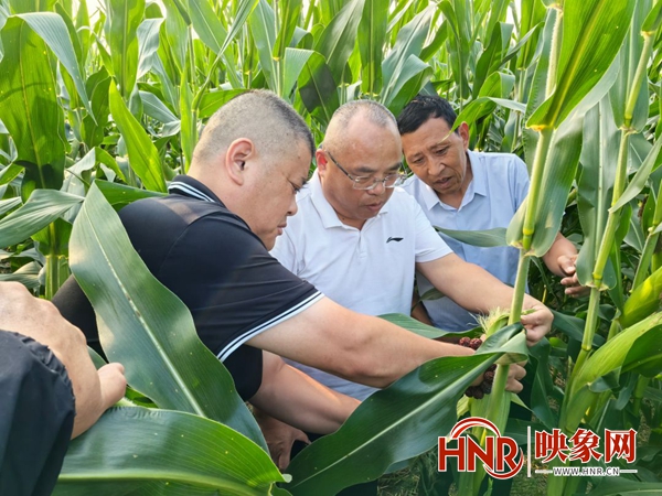 商丘市乡村产业发展中心农技科科长吴振峰到柘城县指导秋粮生产工作