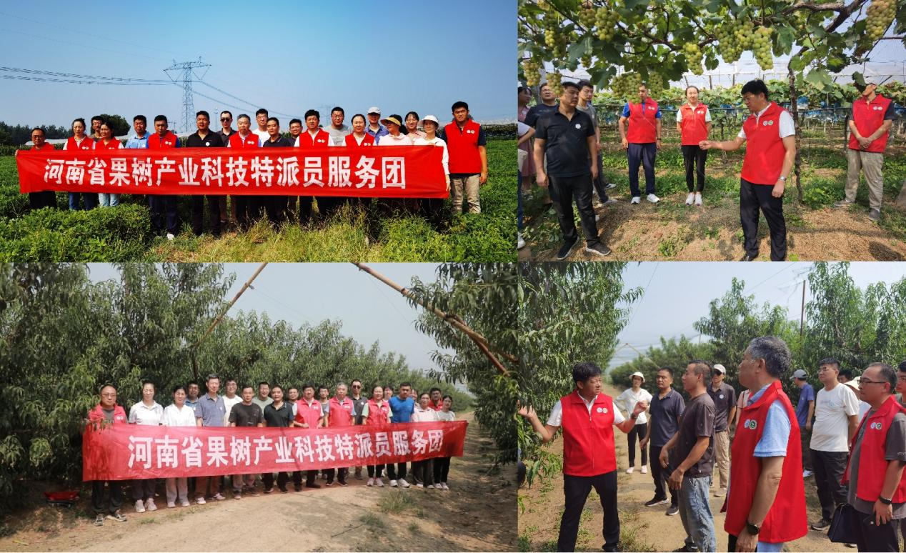 科技特派团助力平顶山果树产业焕发新生机