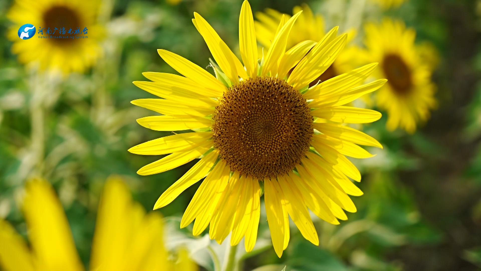 河南淮阳：40万株向日葵花开正艳