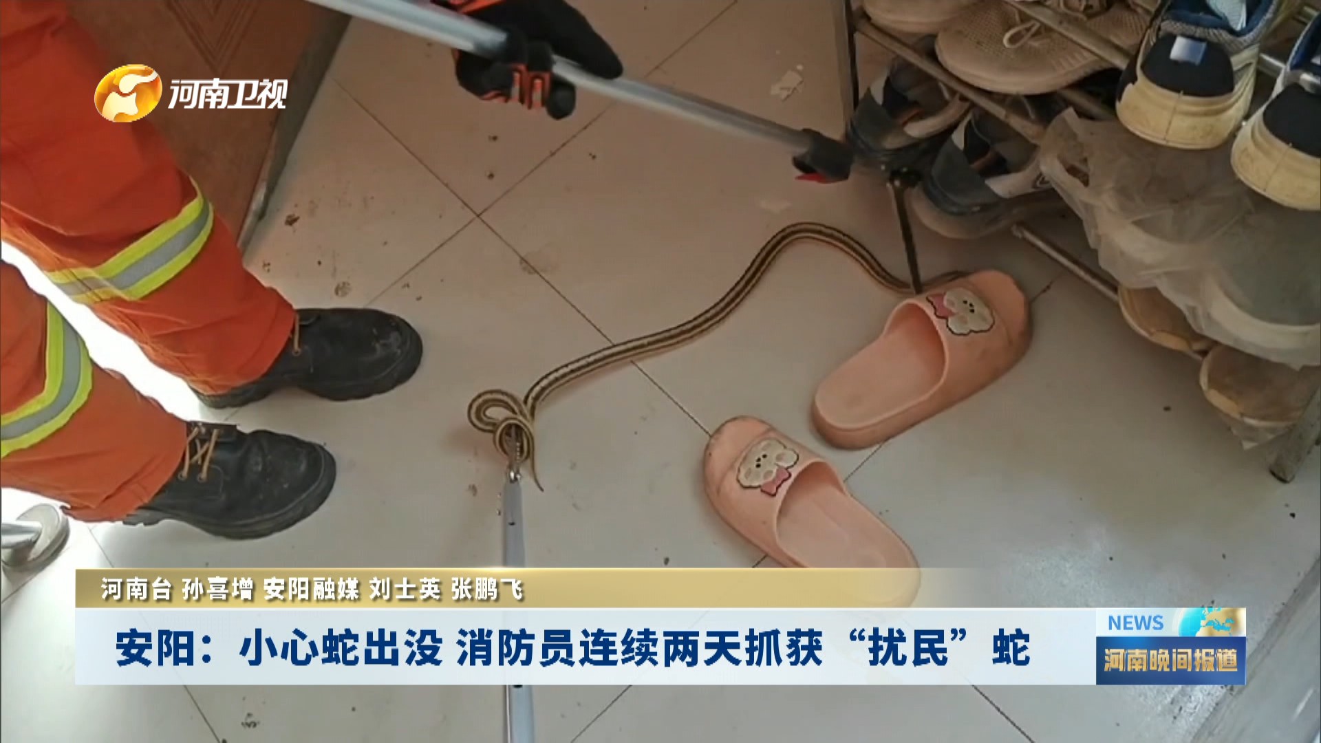 安阳：小心蛇出没 消防员连续两天抓获“扰民”蛇
