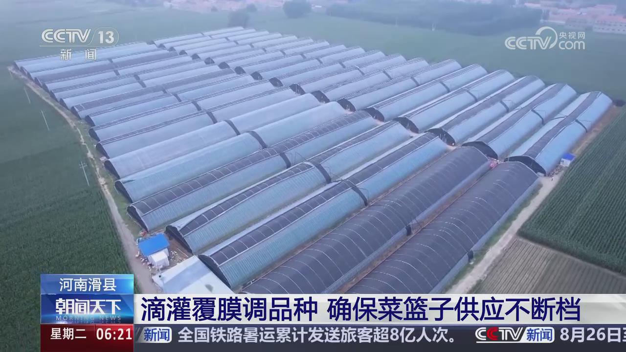 【央视关注河南滑县】滴灌覆膜调品种 确保菜篮子供应不断档