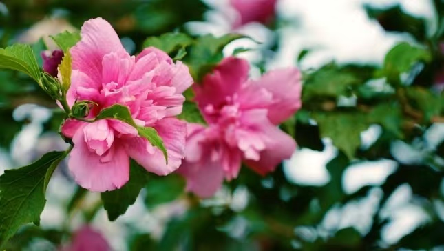 安阳高速绿色家园 生态循环共绘健康线