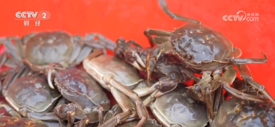 新疆一大批沙漠螃蟹抢鲜上市!塔克拉玛干沙漠养出了大螃蟹