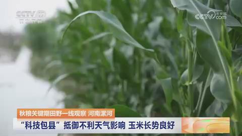 【央视关注河南漯河】“科技包县”抵御不利天气影响 玉米长势良好