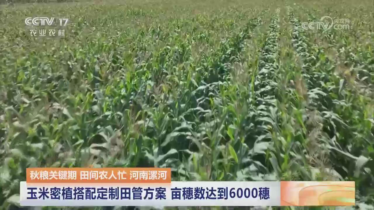 【央视关注河南漯河】玉米密植搭配定制田管方案 亩穗数达到6000穗