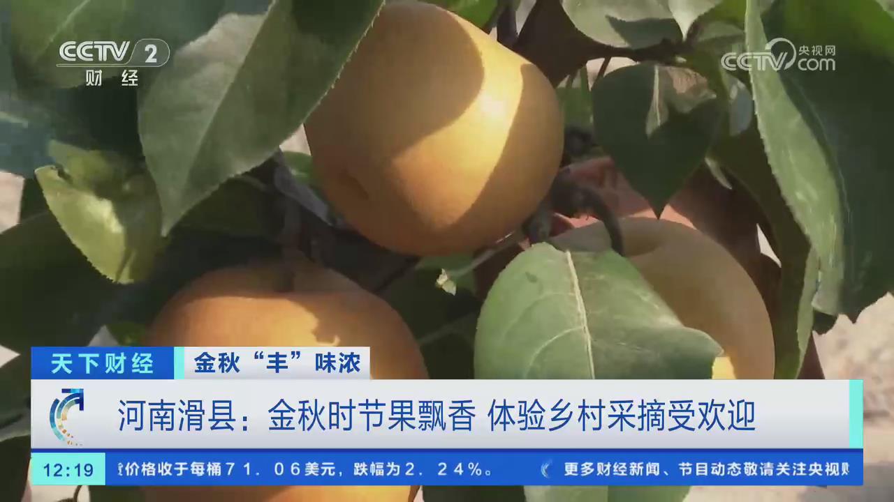 【央视关注河南安阳】金秋时节果飘香 体验乡村采摘受欢迎