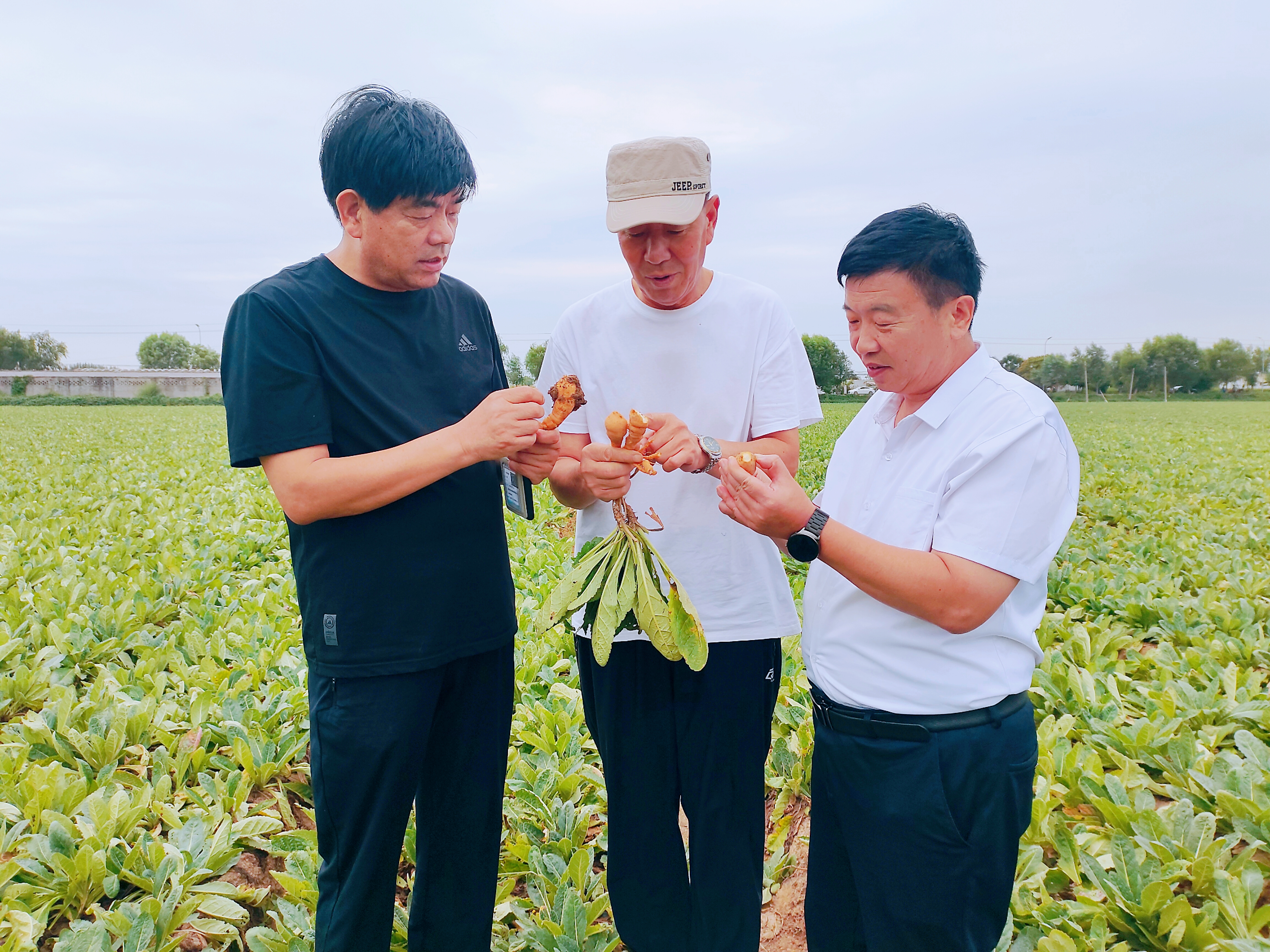 地黄从“药”到“食”梦终圆——地黄被纳入国家食药物质目录