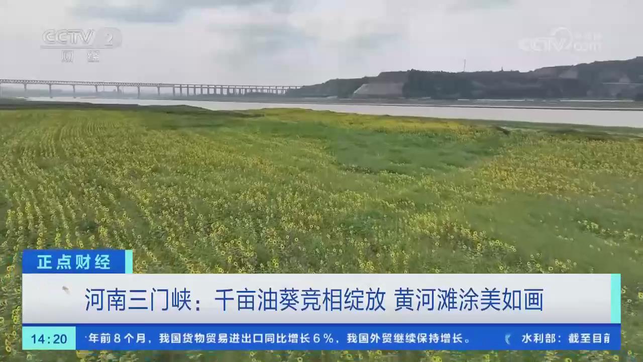 【央视关注河南三门峡】千亩油葵竞相绽放 黄河滩涂美如画