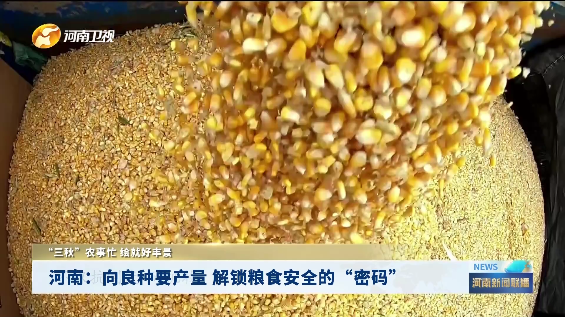 河南：向良种要产量 解锁粮食安全的“密码”|“三秋”农事忙 绘就好丰景
