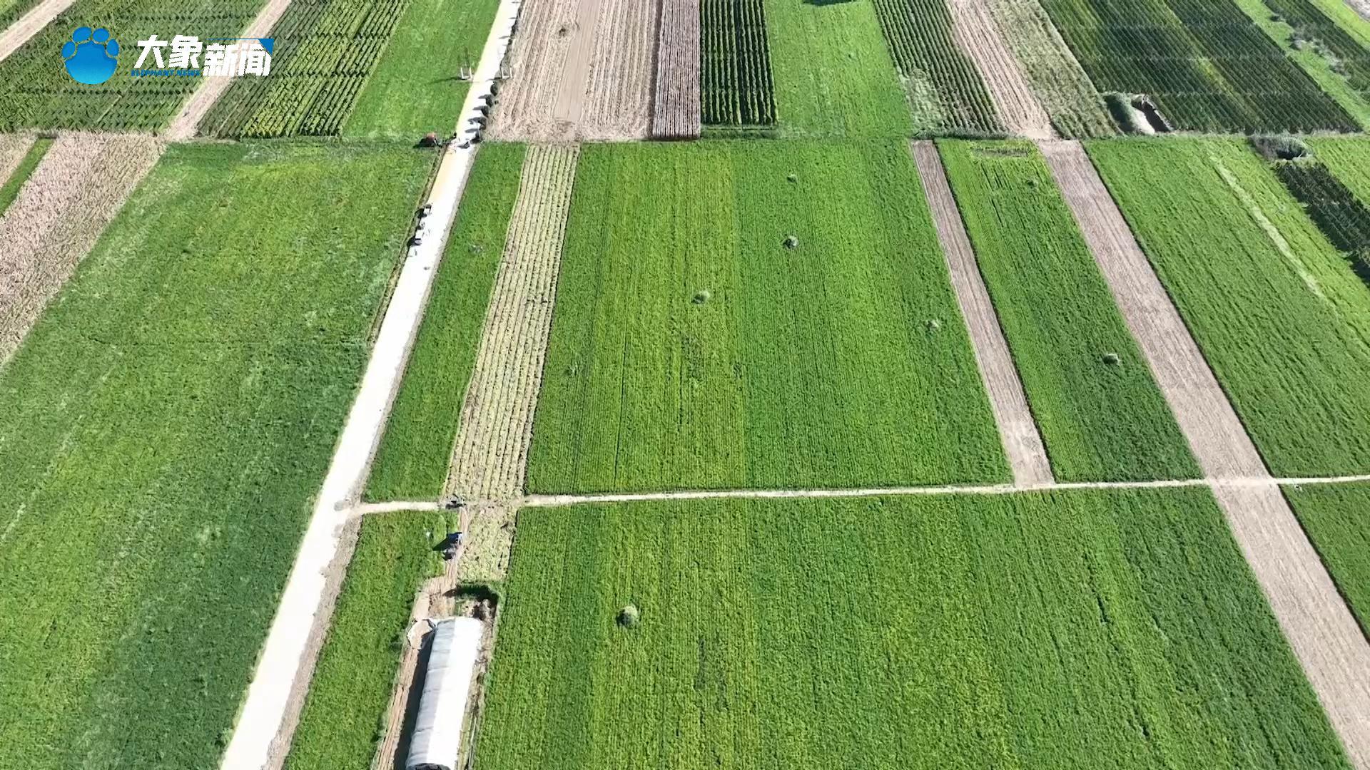 河南太康：21万亩花生收获忙