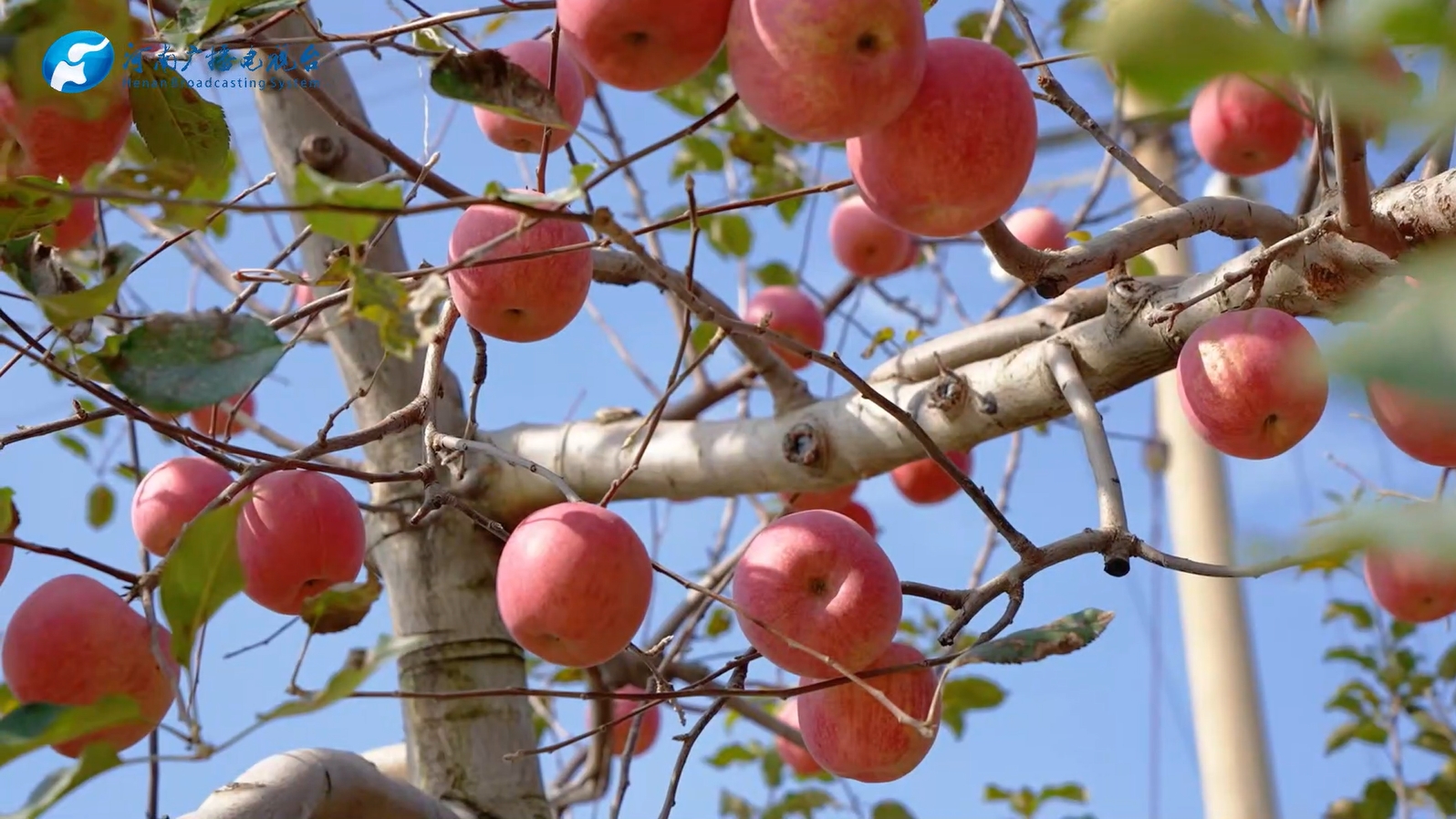 河南灵宝：苹果飘香丰收乐