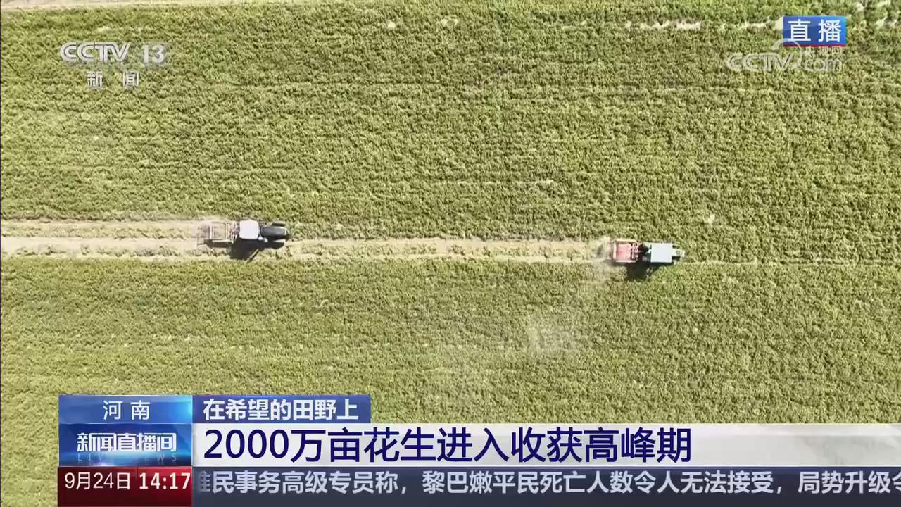 【央视关注河南】2000万亩花生进入收获高峰期