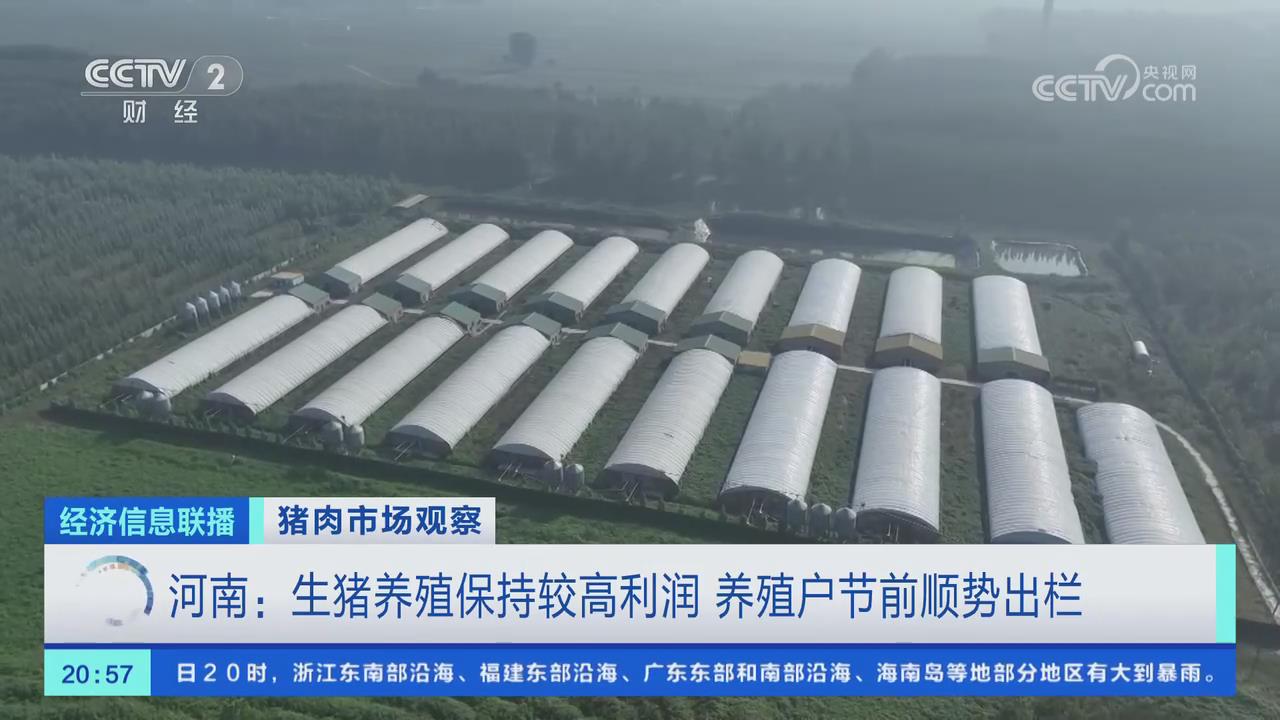 【央视关注河南】生猪养殖保持较高利润 养殖户节前顺势出栏