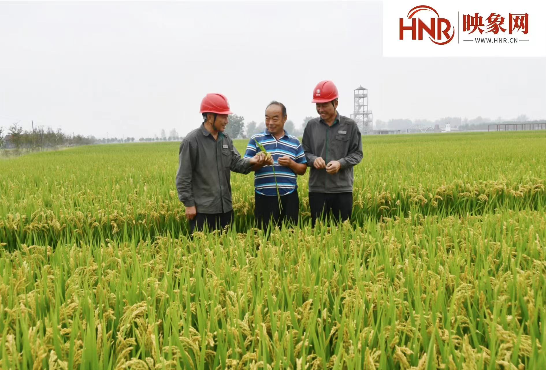 国网确山县供电公司：安全供电守护农民丰收