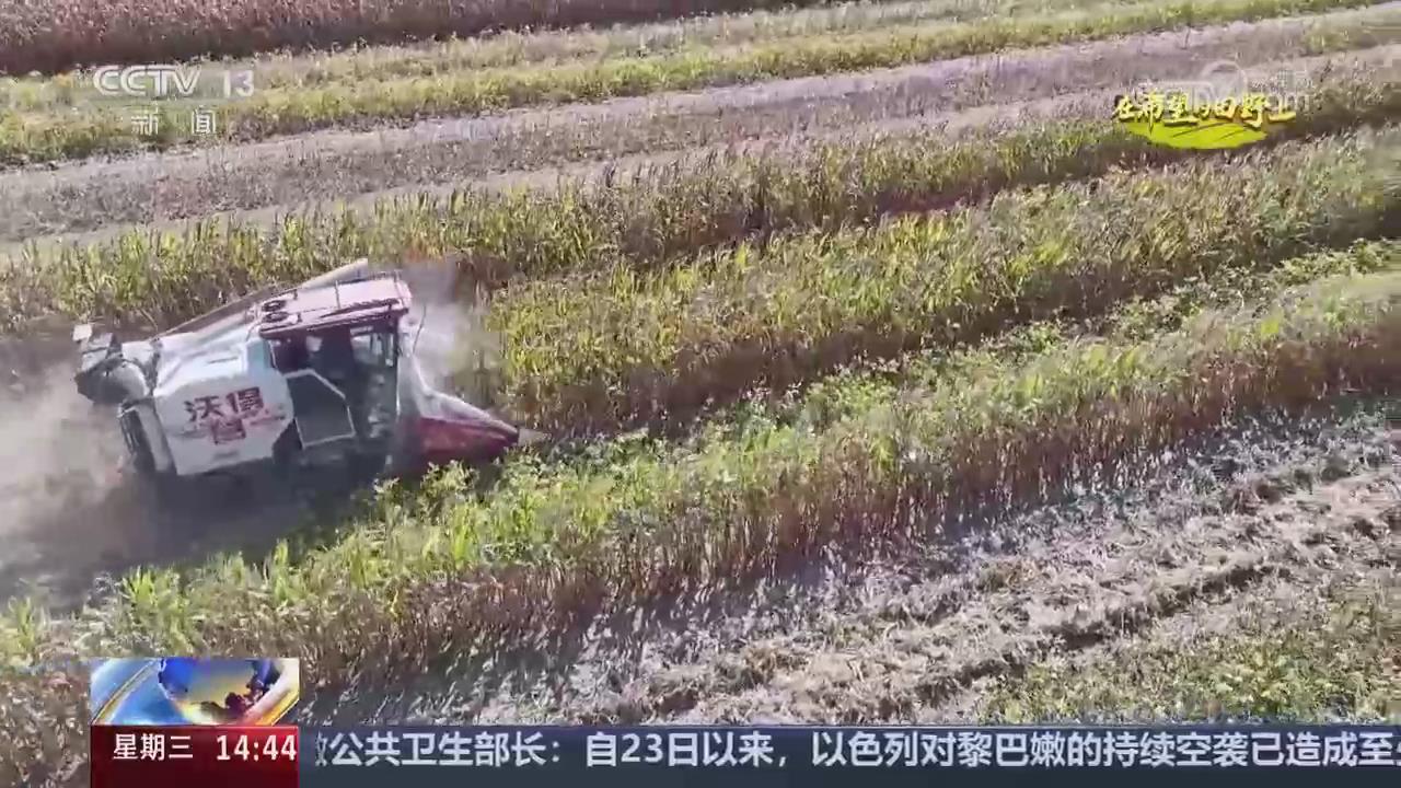 【央视关注河南驻马店】742万亩秋粮进入收获季 复合种植助增收