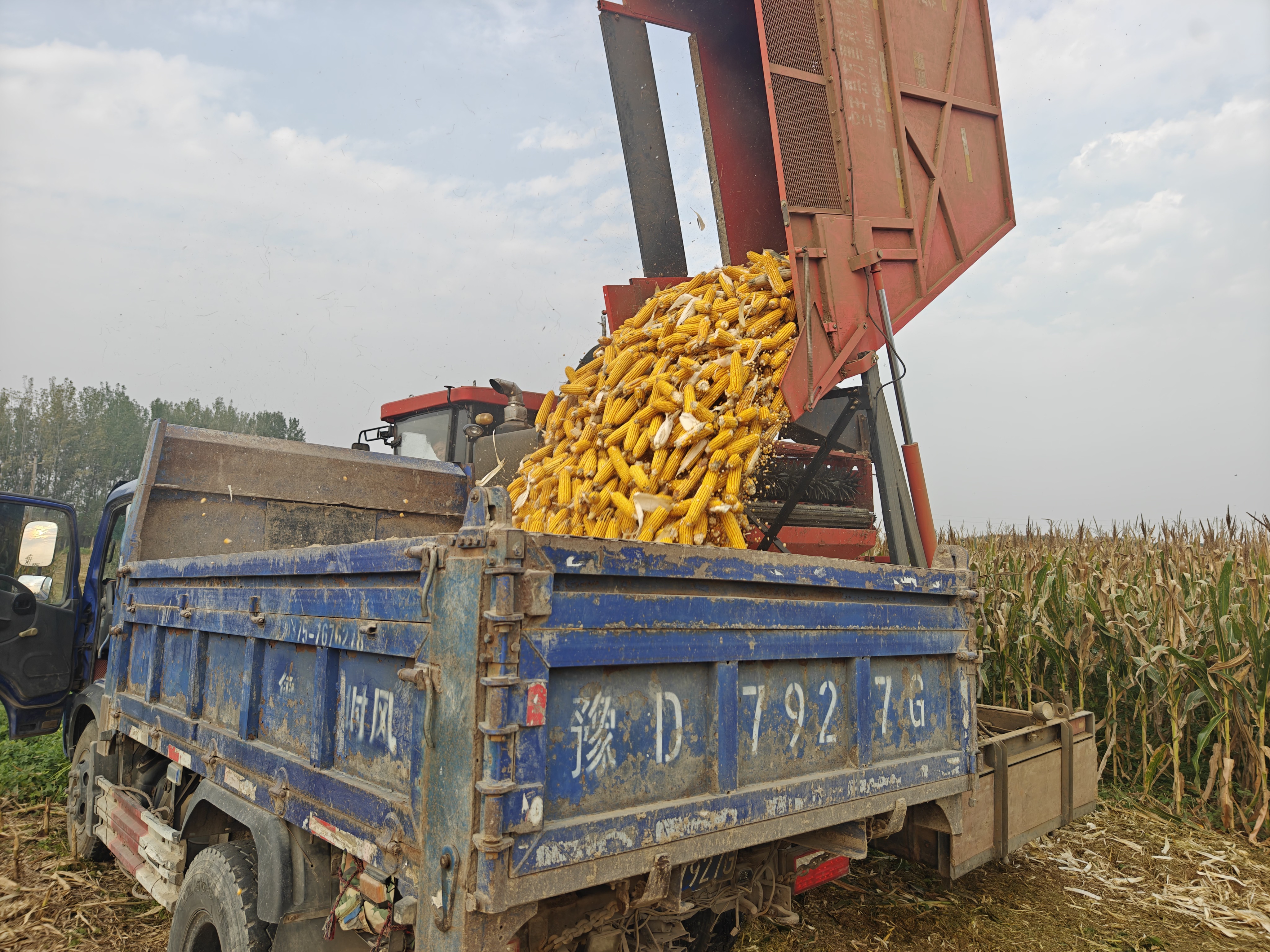 宝丰县闹店镇:玉米收获正当时 高效农机显身手