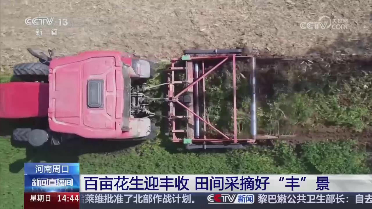 【央视关注河南周口】百亩花生迎丰收 田间采摘好“丰”景