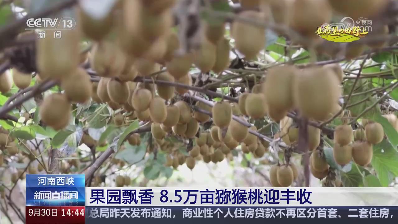 【央视关注河南西峡】果园飘香 8.5万亩猕猴桃迎丰收