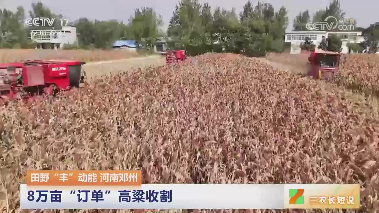【央视关注河南邓州】8万亩“订单”高粱收割