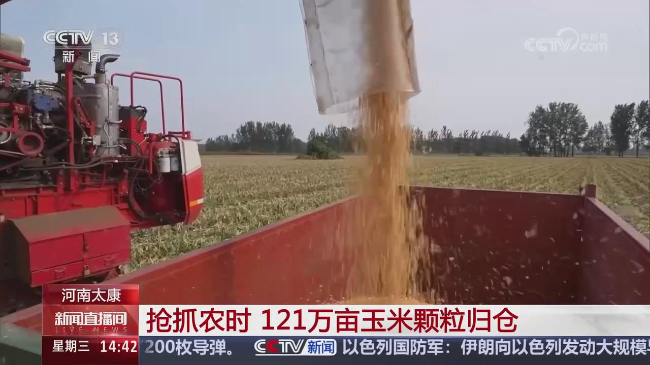 【央视关注河南太康】抢抓农时 121万亩玉米颗粒归仓