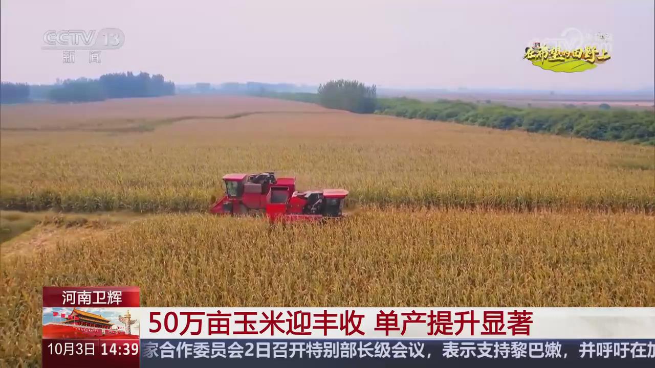 【央视关注新乡卫辉】50万亩玉米迎丰收 单产提升显著