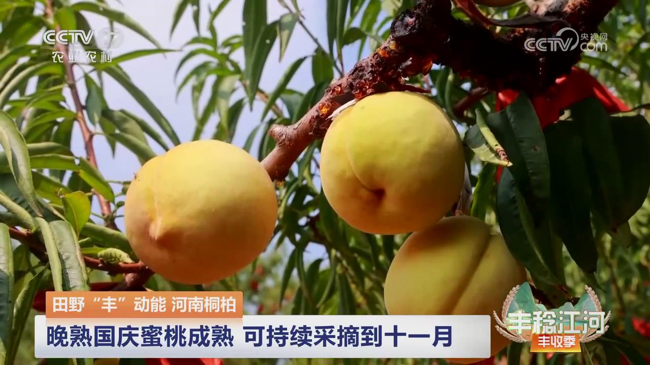【央视关注河南桐柏】晚熟国庆蜜桃成熟  可持续采摘到十一月