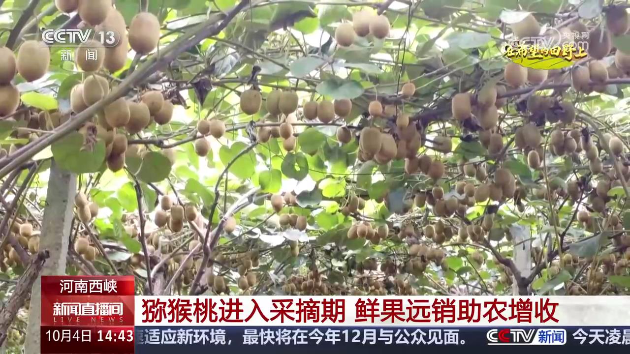 央媒看河南 |关注河南跨境电商、秋收等内容