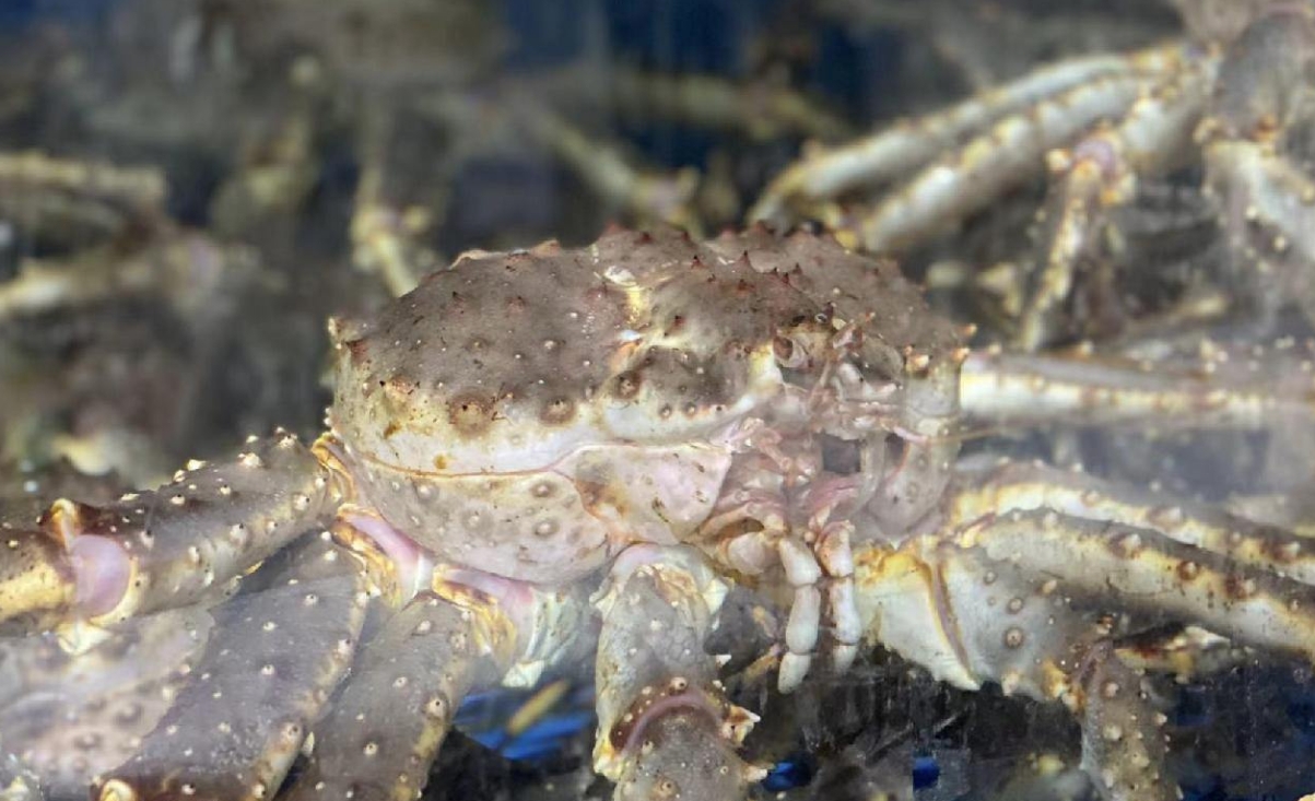 杭州有海鲜老板7天入账200万元!婚宴澳龙帝王蟹每桌必备