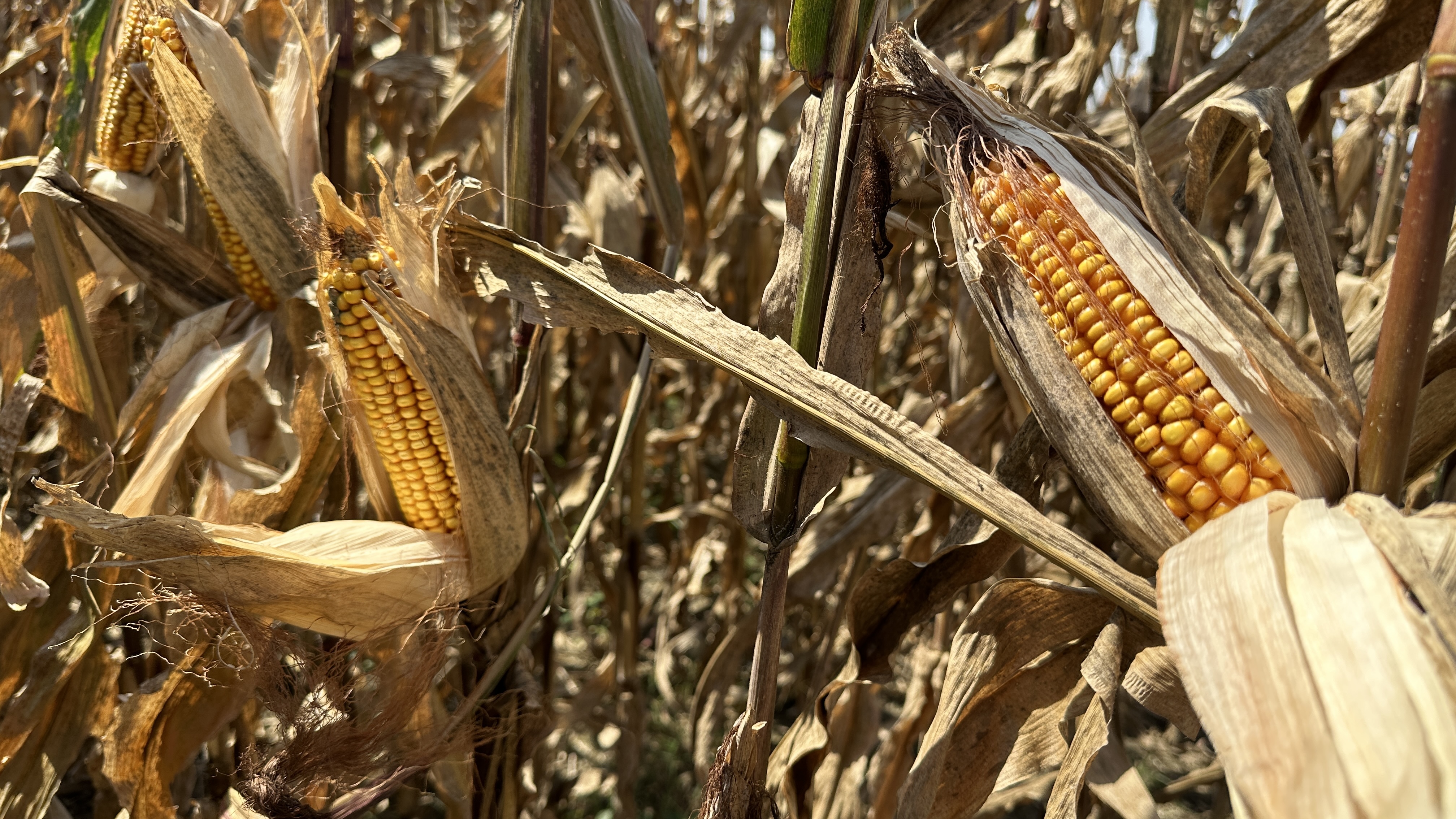 三秋观察:爱种地的老邱