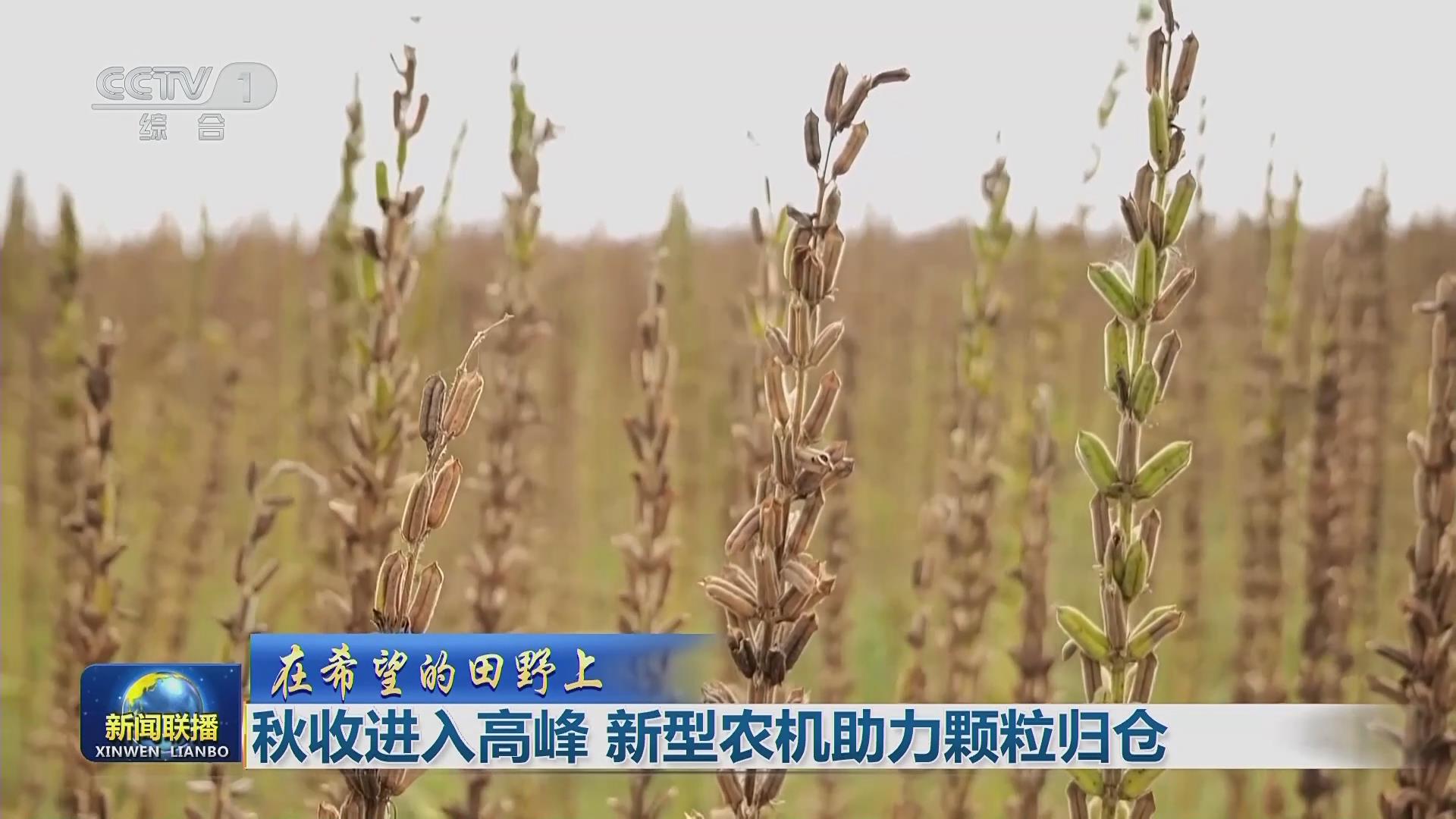 【央视联播关注河南周口】芝麻迎丰收 新型农机助力颗粒归仓