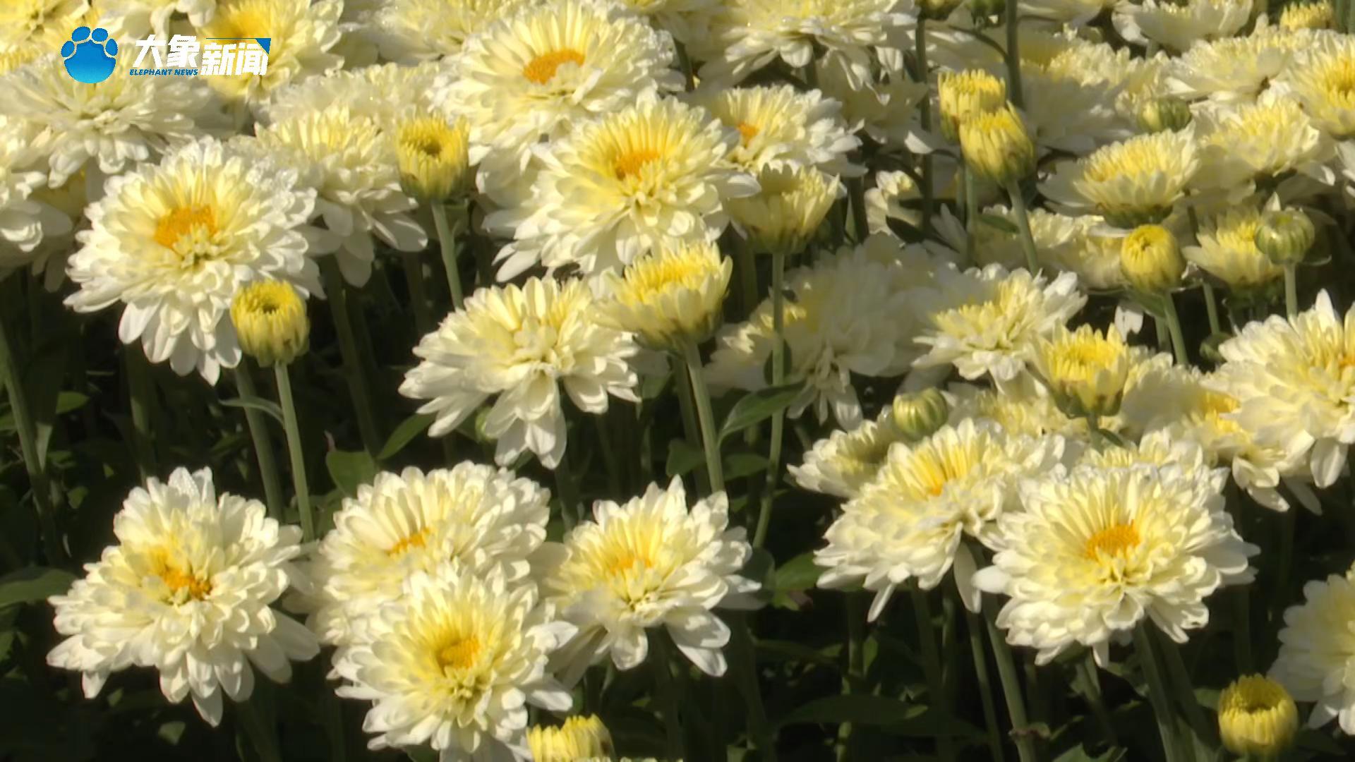 河南郸城：小菊花成为村民“致富花”