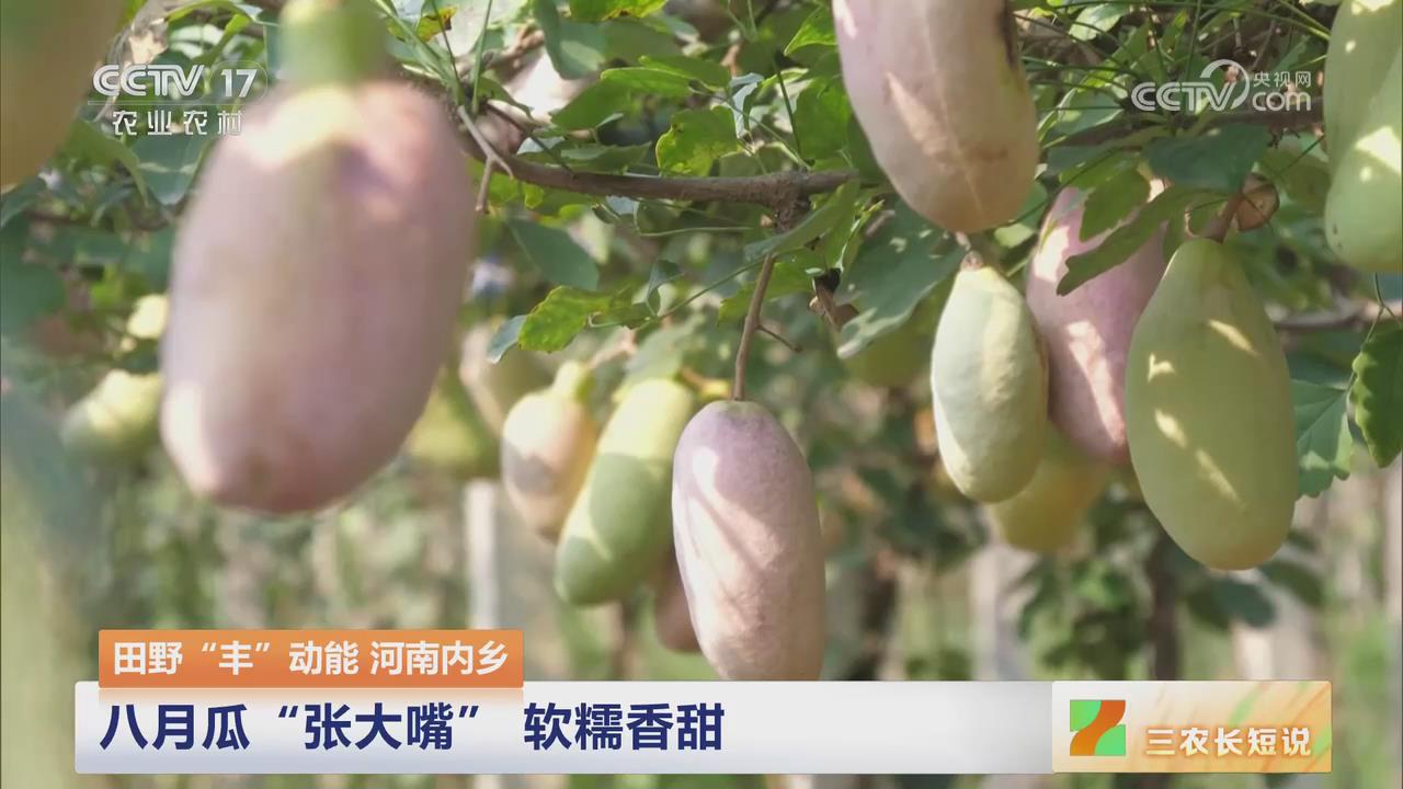 【央视关注河南内乡】八月瓜“张大嘴” 软糯香甜