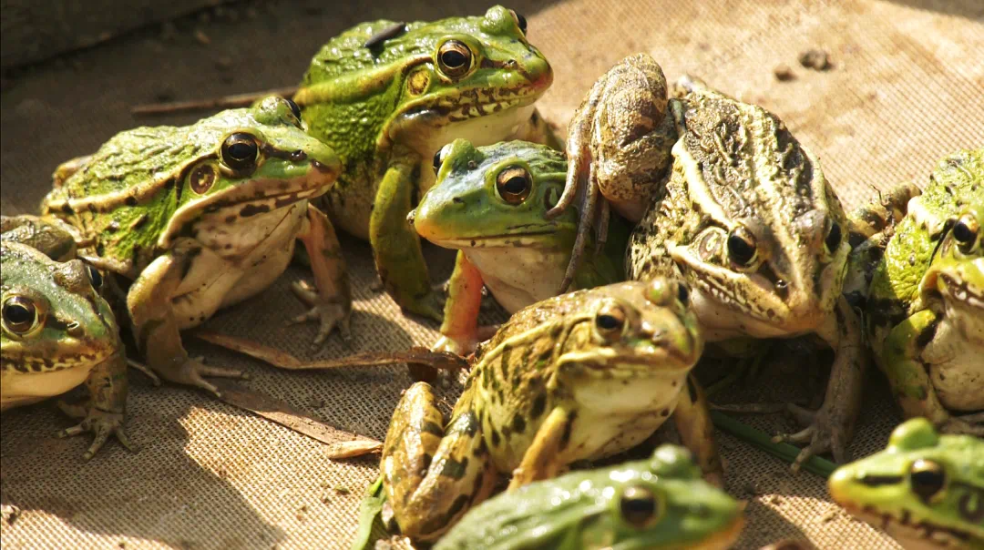 南阳南召:生态青蛙养殖"跳"出致富路