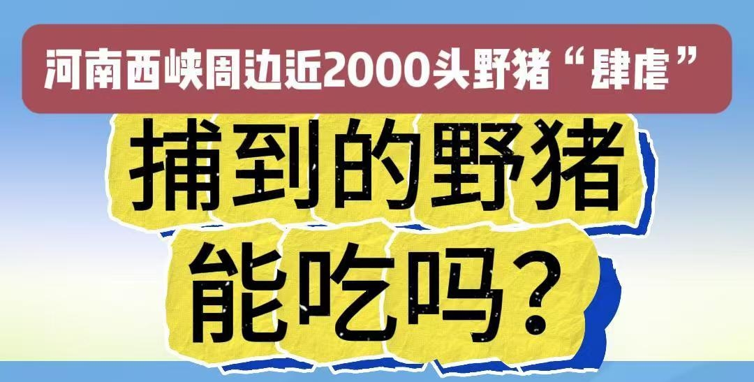 嗨聊丨西峡野猪泛滥，捕杀后能吃吗？