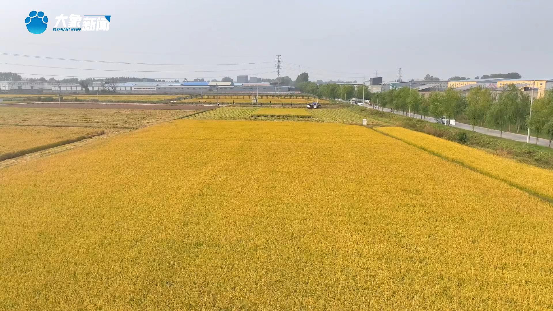 河南焦作：金秋稻黄美如画 万亩水稻迎丰年