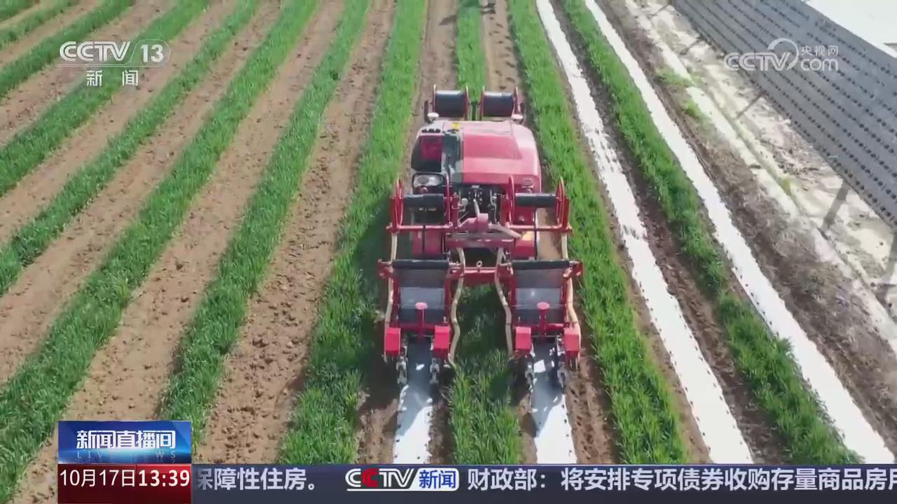 【央视关注河南临颍】小辣椒细品味 配料也能挑“大梁”