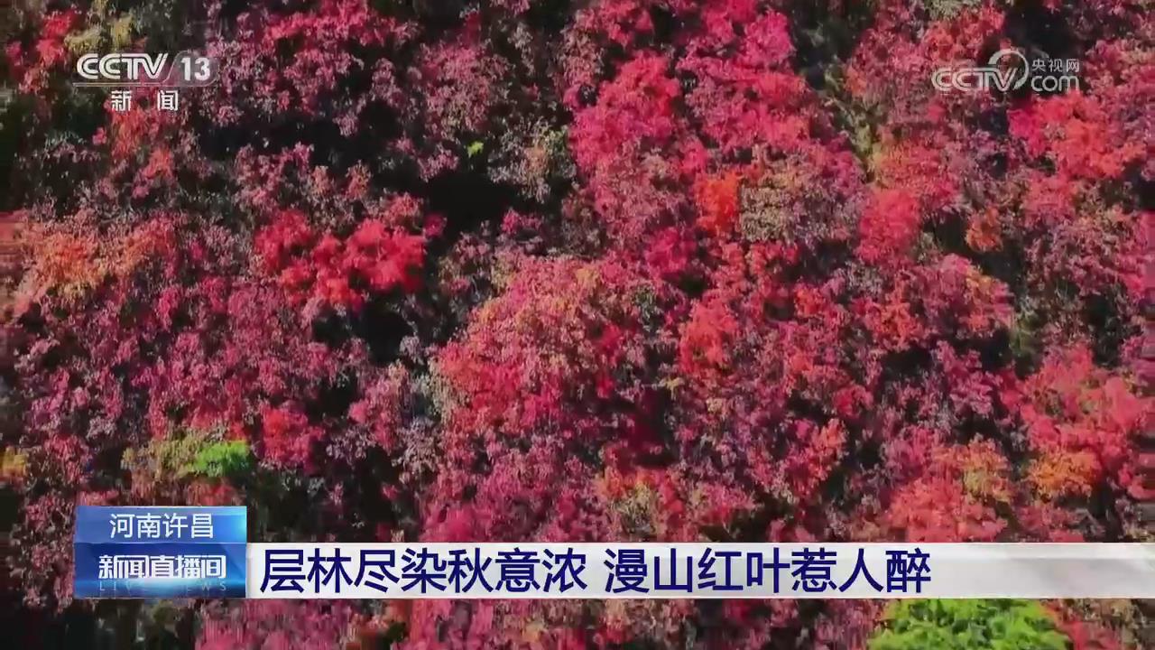 【央视关注河南许昌】层林尽染秋意浓 漫山红叶惹人醉